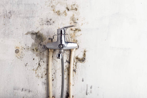 Best Fast Mold Removal  in Mount Sterling, IL