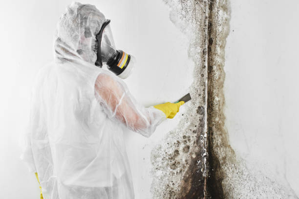Best Mold Removal and Inspection  in Mount Sterling, IL