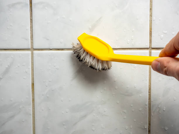 Professional Mold Removal in Mount Sterling, IL