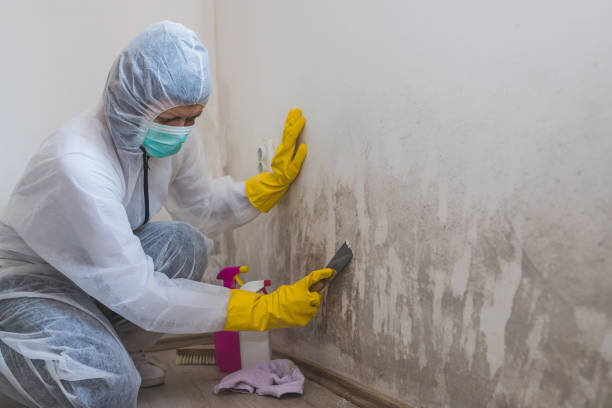 Best Mold Damage Repair  in Mount Sterling, IL