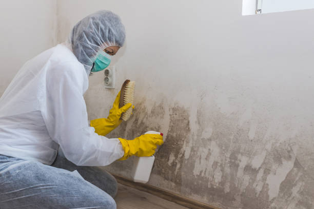 Best Toxic Mold Removal  in Mount Sterling, IL