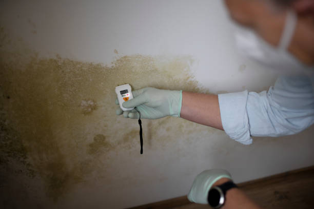 Best Office Mold Removal Services  in Mount Sterling, IL