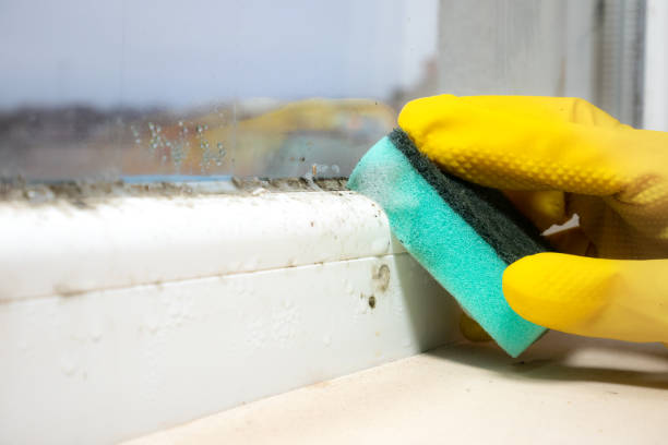 Mold Removal and Inspection in Mount Sterling, IL