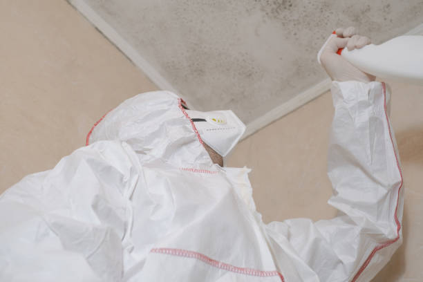 Mold Testing and Removal in Mount Sterling, IL
