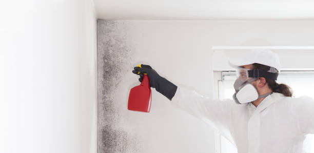 Best Mold Damage Repair  in Mount Sterling, IL