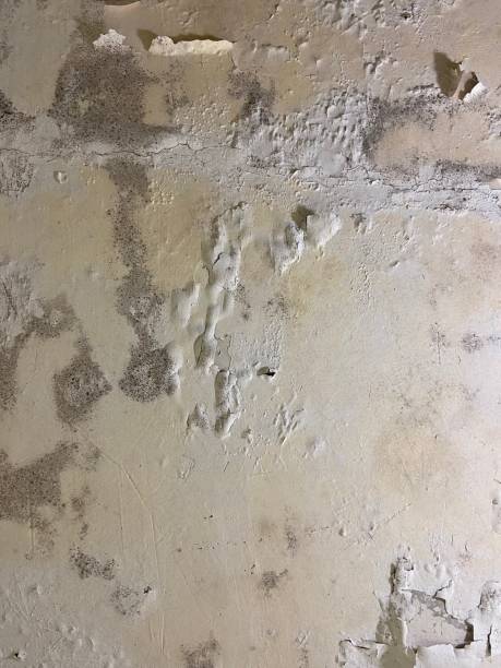Best Attic Mold Removal  in Mount Sterling, IL