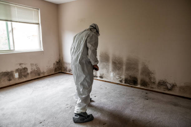 Best Local Mold Removal Service  in Mount Sterling, IL