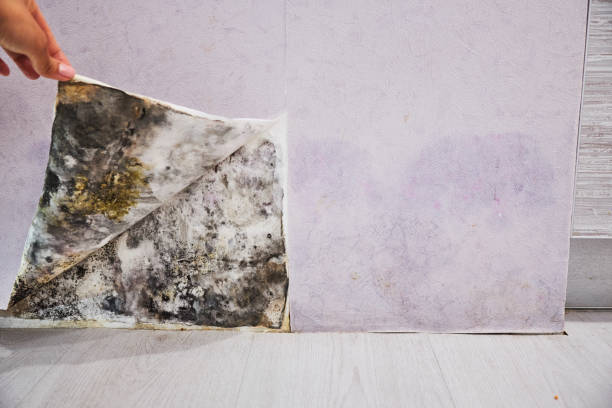 Best Mold Cleaning Services  in Mount Sterling, IL